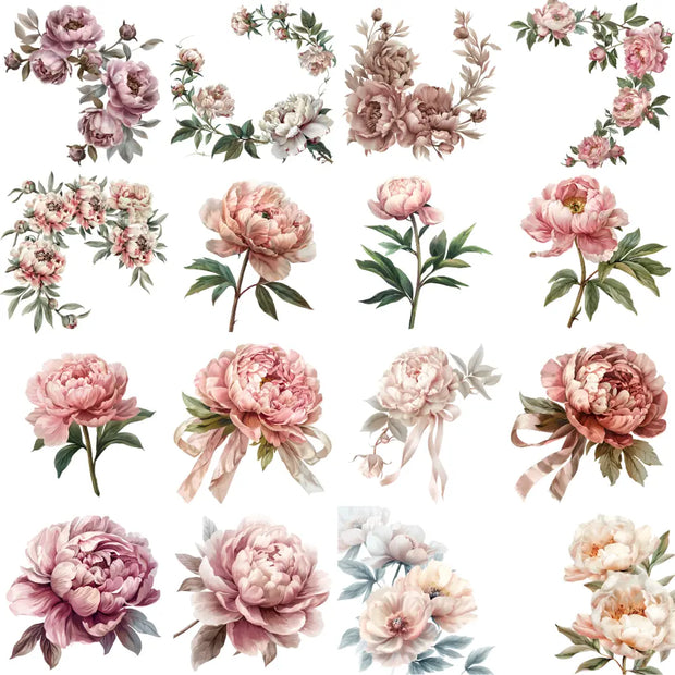 Peonies flowers clipart featuring soft pink spring blooms